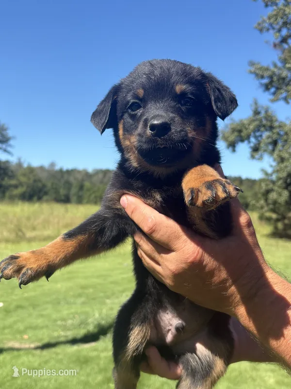 Black boy  – Rottweiler puppy for sale in Ehrhardt, SC