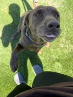 Sanitra , a female Labrador Retriever for sale in Ehrhardt, SC – 2 of 2