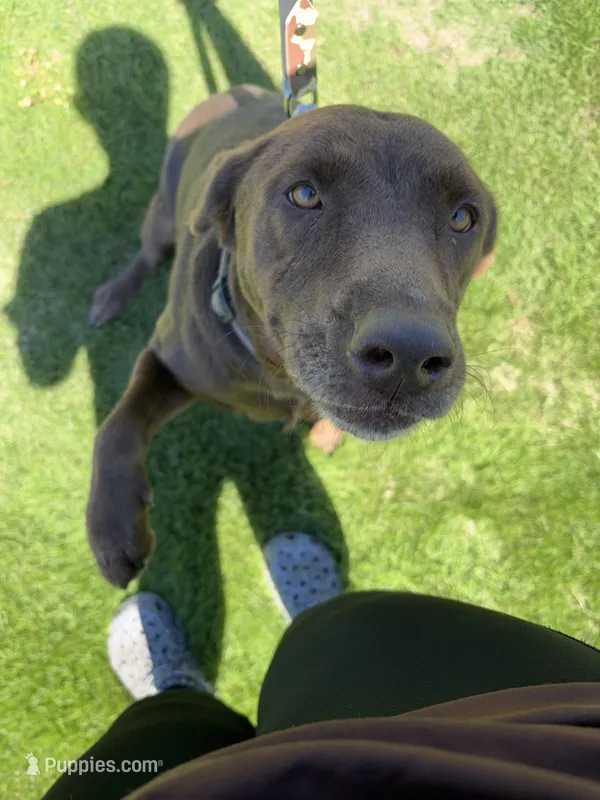 Sanitra  – Labrador Retriever puppy for sale in Ehrhardt, SC
