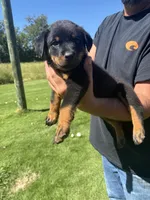 Blue male , a male Rottweiler for sale in Ehrhardt, SC – 2 of 2