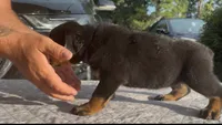 Teal Girl , a female Rottweiler for sale in Ehrhardt, SC – 2 of 2