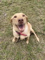Sandy , a female Labrador Retriever for sale in Ehrhardt, SC – 2 of 2