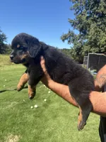 Red male , a male Rottweiler for sale in Ehrhardt, SC – 2 of 2