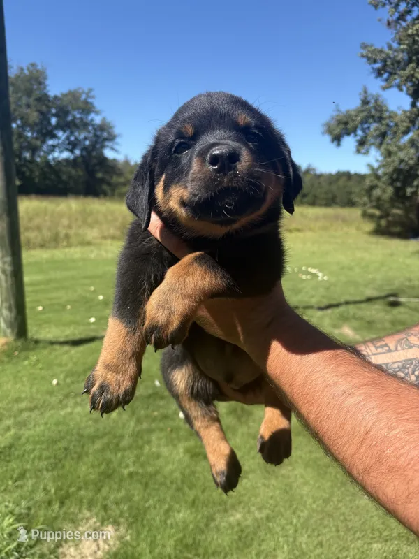 Red male  – Rottweiler puppy for sale in Ehrhardt, SC
