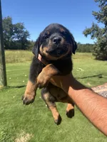 Red male , a male Rottweiler for sale in Ehrhardt, SC – 1 of 2
