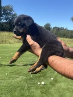 Black boy , a male Rottweiler for sale in Ehrhardt, SC – 2 of 2