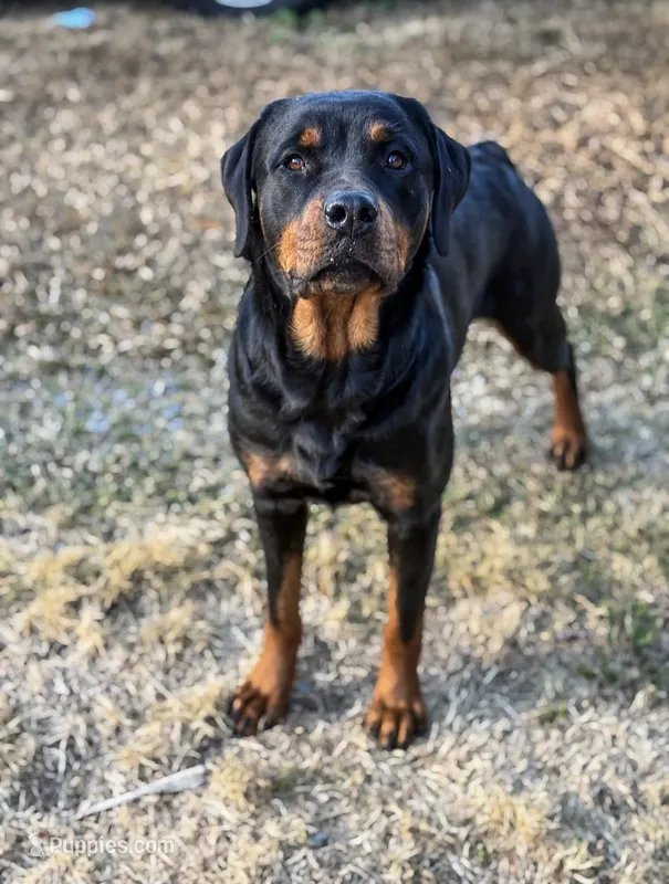 Kikka  – Rottweiler puppy for sale in Ehrhardt, SC