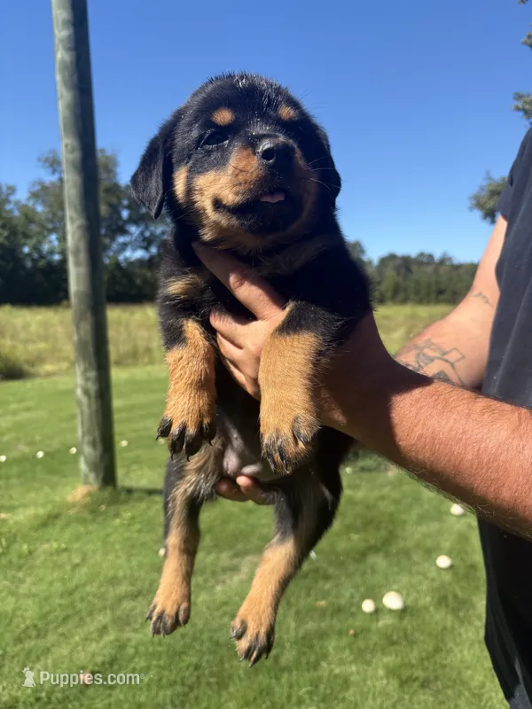 Purple girl  – Rottweiler puppy for sale in Ehrhardt, SC