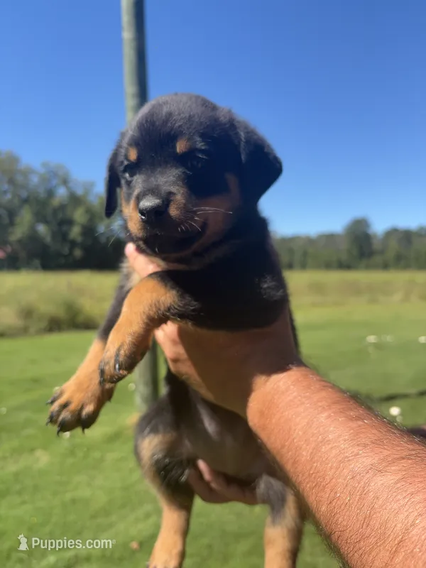 Yellow girl  – Rottweiler puppy for sale in Ehrhardt, SC