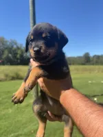 Yellow girl , a female Rottweiler for sale in Ehrhardt, SC – 1 of 2