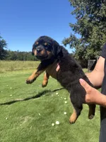 Pink girl , a female Rottweiler for sale in Ehrhardt, SC – 1 of 2