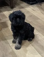 Rough Coat Male, a male Brussels Griffon for sale in Loudon, TN – 3 of 7