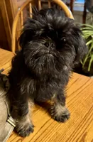 Rough Coat Male, a male Brussels Griffon for sale in Loudon, TN – 2 of 7