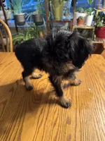 Rough Coat Girl, a female Brussels Griffon for sale in Loudon, TN – 1 of 7