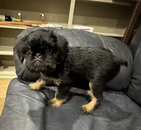 Rough Coat Girl, a female Brussels Griffon for sale in Loudon, TN – 4 of 7