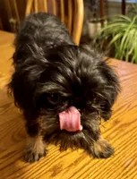 Rough Coat Girl, a female Brussels Griffon for sale in Loudon, TN – 2 of 7
