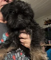 Rough Coat Male, a male Brussels Griffon for sale in Loudon, TN – 5 of 7