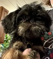 Rough Coat Girl, a female Brussels Griffon for sale in Loudon, TN – 3 of 7