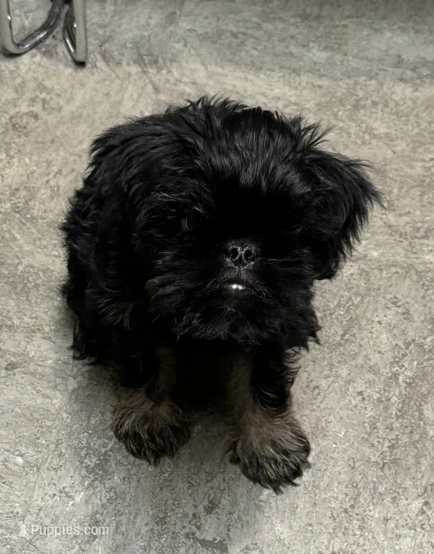 Rough Coat Male – Brussels Griffon puppy for sale in Loudon, TN