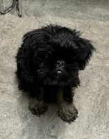 Rough Coat Male, a male Brussels Griffon for sale in Loudon, TN – 1 of 7