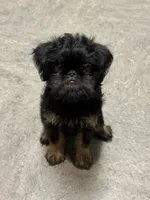 Rough Coat Girl, a female Brussels Griffon for sale in Loudon, TN – 5 of 7