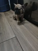Male #3, a male French Bulldog for sale in Houston, TX – Photo 1 of 4