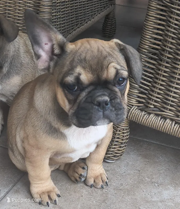 Male #3 – French Bulldog puppy for sale in Houston, TX