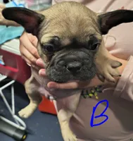 Male #3, a male French Bulldog for sale in Houston, TX – Photo 2 of 4