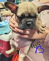 Male #3, a male French Bulldog for sale in Houston, TX – Photo 3 of 4