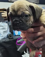 Female #1, a female French Bulldog for sale in Houston, TX – Photo 2 of 4