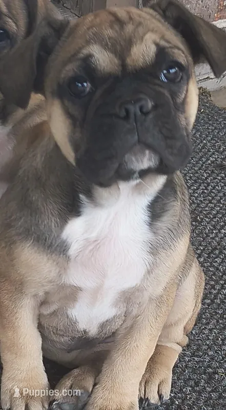 Female #1 – French Bulldog puppy for sale in Houston, TX