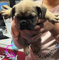 Female #1, a female French Bulldog for sale in Houston, TX – Photo 3 of 4