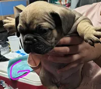 Female #1, a female French Bulldog for sale in Houston, TX – Photo 4 of 4