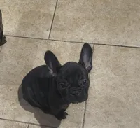 Female #2, a female French Bulldog for sale in Houston, TX – Photo 1 of 4