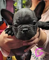 Female #2, a female French Bulldog for sale in Houston, TX – Photo 3 of 4