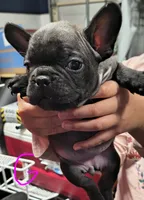 Female #2, a female French Bulldog for sale in Houston, TX – Photo 4 of 4