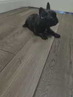 Male #2, a male French Bulldog for sale in Houston, TX – Photo 1 of 5