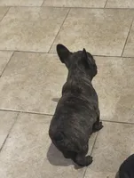 Male #2, a male French Bulldog for sale in Houston, TX – Photo 2 of 5