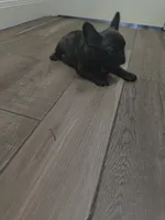 Male #2, a male French Bulldog for sale in Houston, TX – Photo 5 of 5