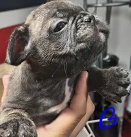 processed/f855018b-3cba-4d87-97f9-1c07eb104145/listing/b4c63ff4-41d5-4e16-9592-7502701eb583/b92a2c9a-dc38-492f-ae6a-ed70bc19eb2a