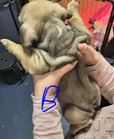 Male #1, a male French Bulldog for sale in Houston, TX – Photo 4 of 4