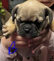 Male #1, a male French Bulldog for sale in Houston, TX – Photo 3 of 4