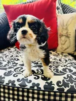 Linda, a female Cavalier King Charles Spaniel for sale in Greenville, SC – 3 of 9