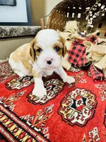 Henessey, a male Cavalier King Charles Spaniel for sale in Greenville, SC – 6 of 8