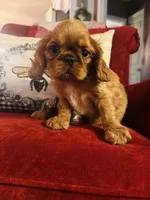 Silas , a male English Toy Spaniel for sale in Greenville, SC – 3 of 9