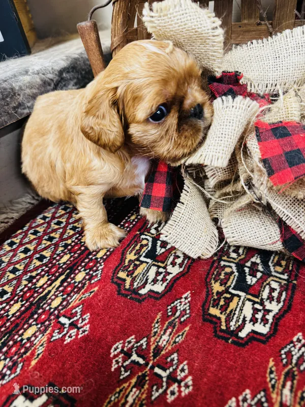 Silas  – English Toy Spaniel puppy for sale in Greenville, SC