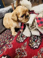 Silas , a male English Toy Spaniel for sale in Greenville, SC – 1 of 10