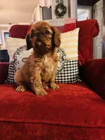 Sasha, a female English Toy Spaniel for sale in Greenville, SC – 6 of 10