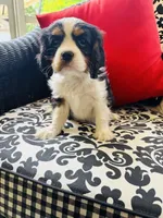 Lennon, a male Cavalier King Charles Spaniel for sale in Greenville, SC – 6 of 10