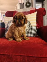 Sasha, a female English Toy Spaniel for sale in Greenville, SC – 2 of 10